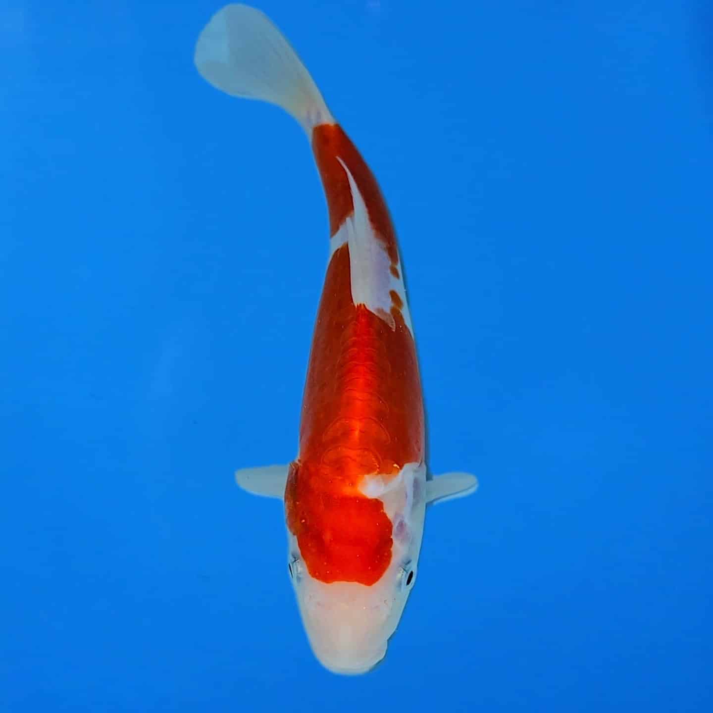 Hiroi Tosai Showa Ref0504 Hiroi Tosai Showa Ref0504