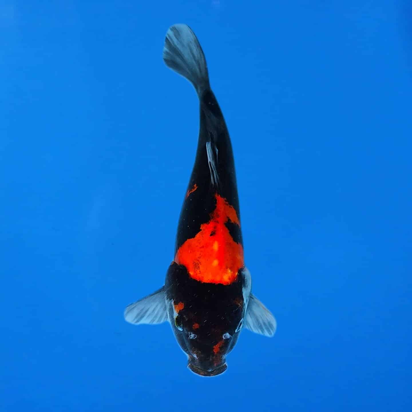 Hiroi Tosai Showa Ref0491 Hiroi Tosai Showa Ref0491