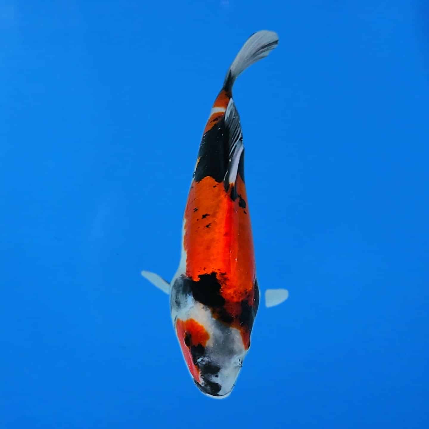 Hiroi Tosai Showa Ref0496 Hiroi Tosai Showa Ref0496