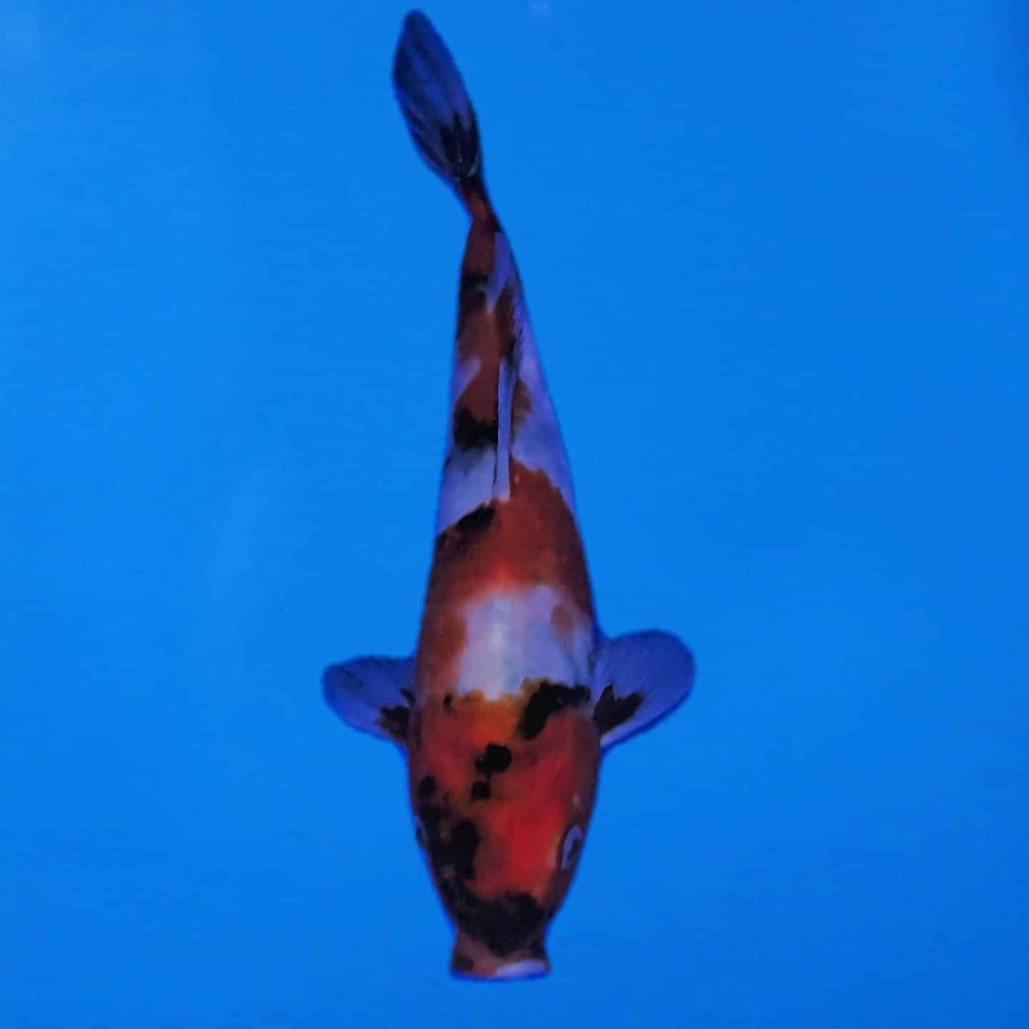 Hiroi Tosai Showa Ref0480 Hiroi Tosai Showa Ref0480