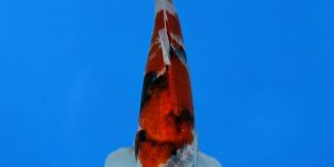 Hiroi Tosai Showa Ref0518