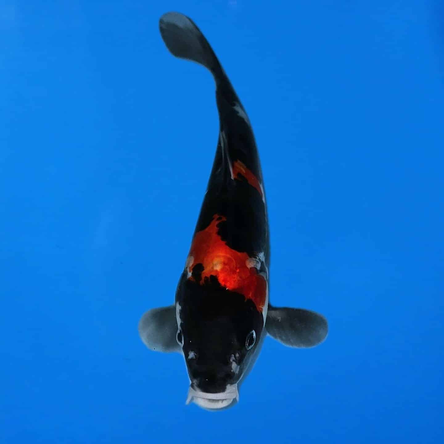 f20b4ed7-d0e2-4b5b-9156-cf4e6d94f9e0 f20b4ed7-d0e2-4b5b-9156-cf4e6d94f9e0