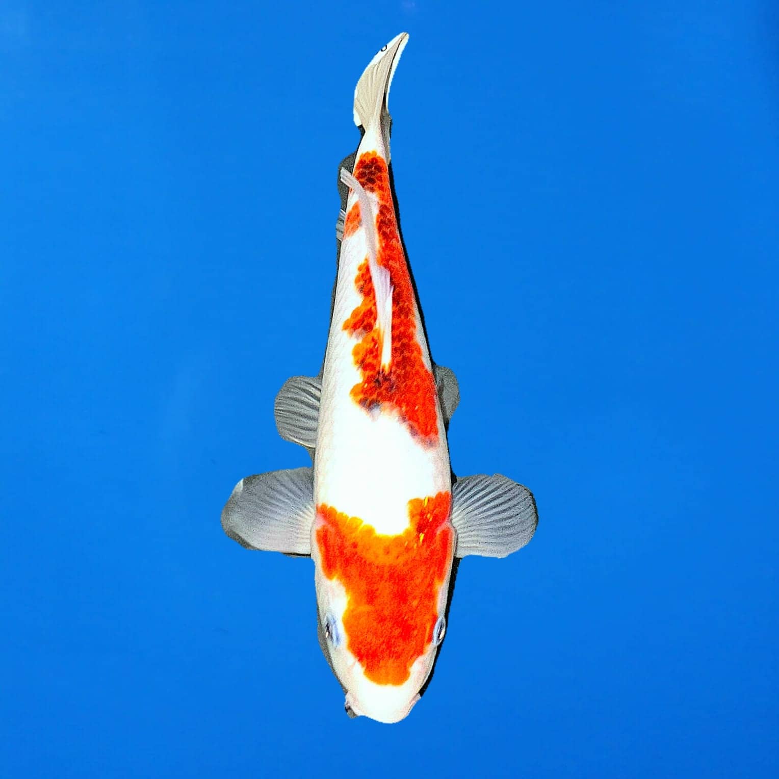 Hosokai Tosai Goromo Ref0435 – I Hosokai Tosai Goromo Ref0435 - I