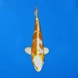 Hosokai Tosai kujaku Ref0433 - H