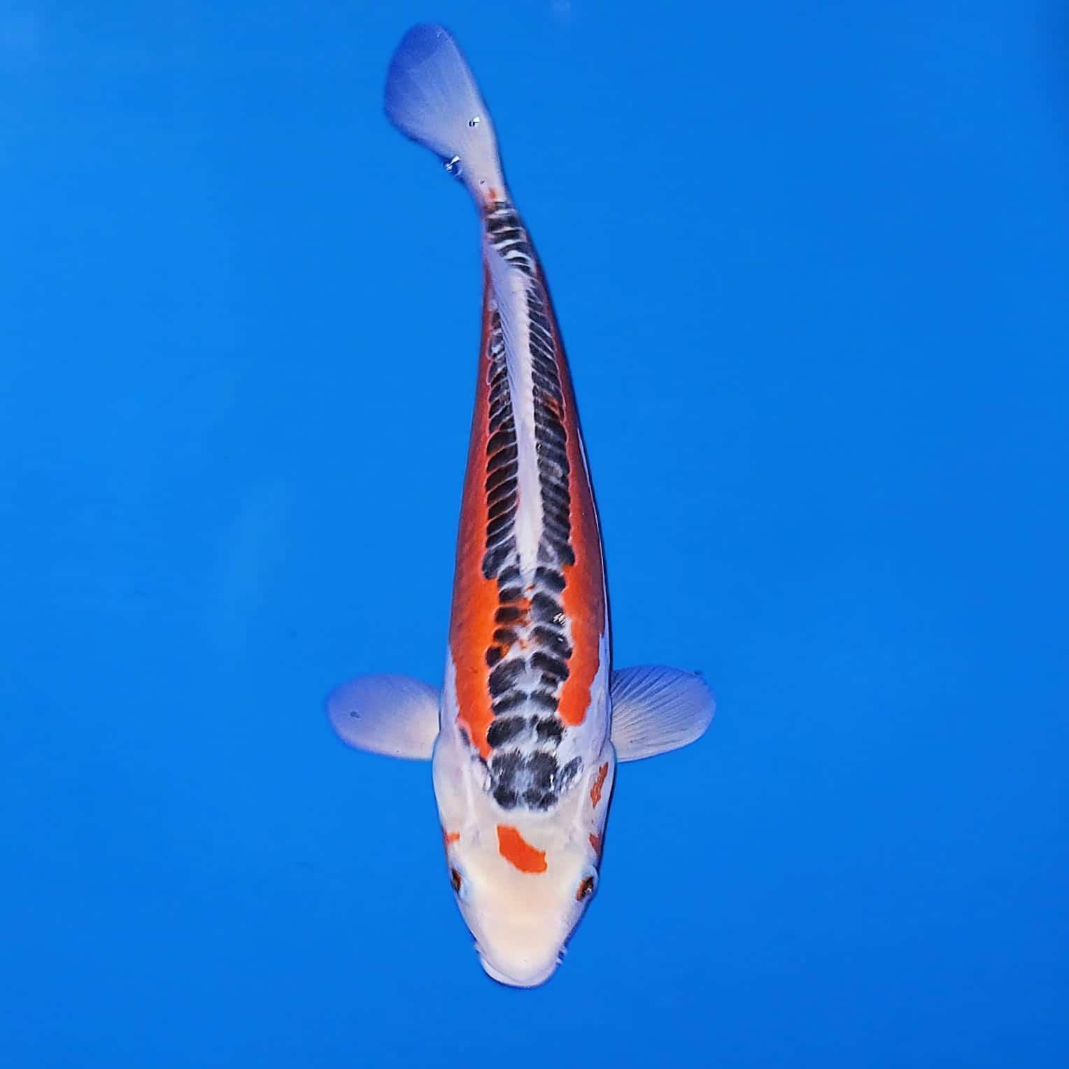 Maruhiro Shusui Ref0443-D Maruhiro Shusui Ref0443-D