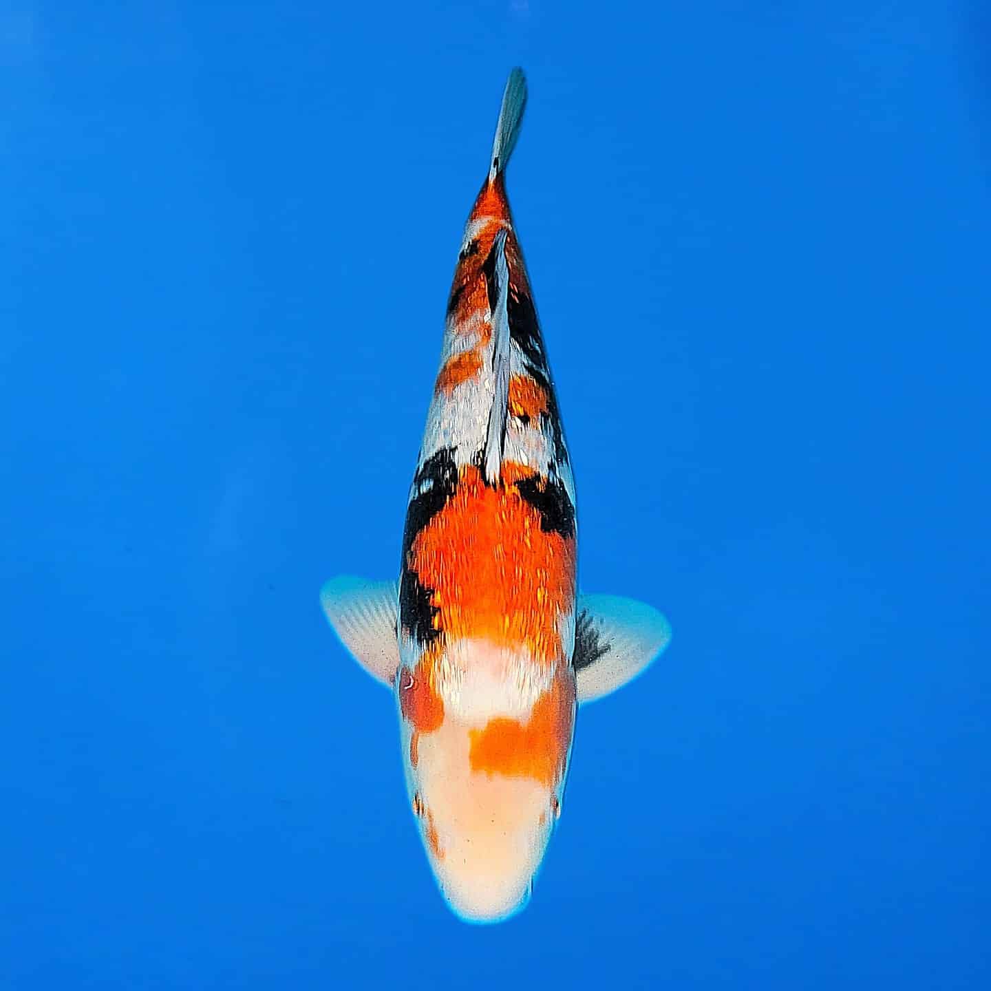 Miyatora Gin Rin Showa Ref0417-B Miyatora Gin Rin Showa Ref0417-B