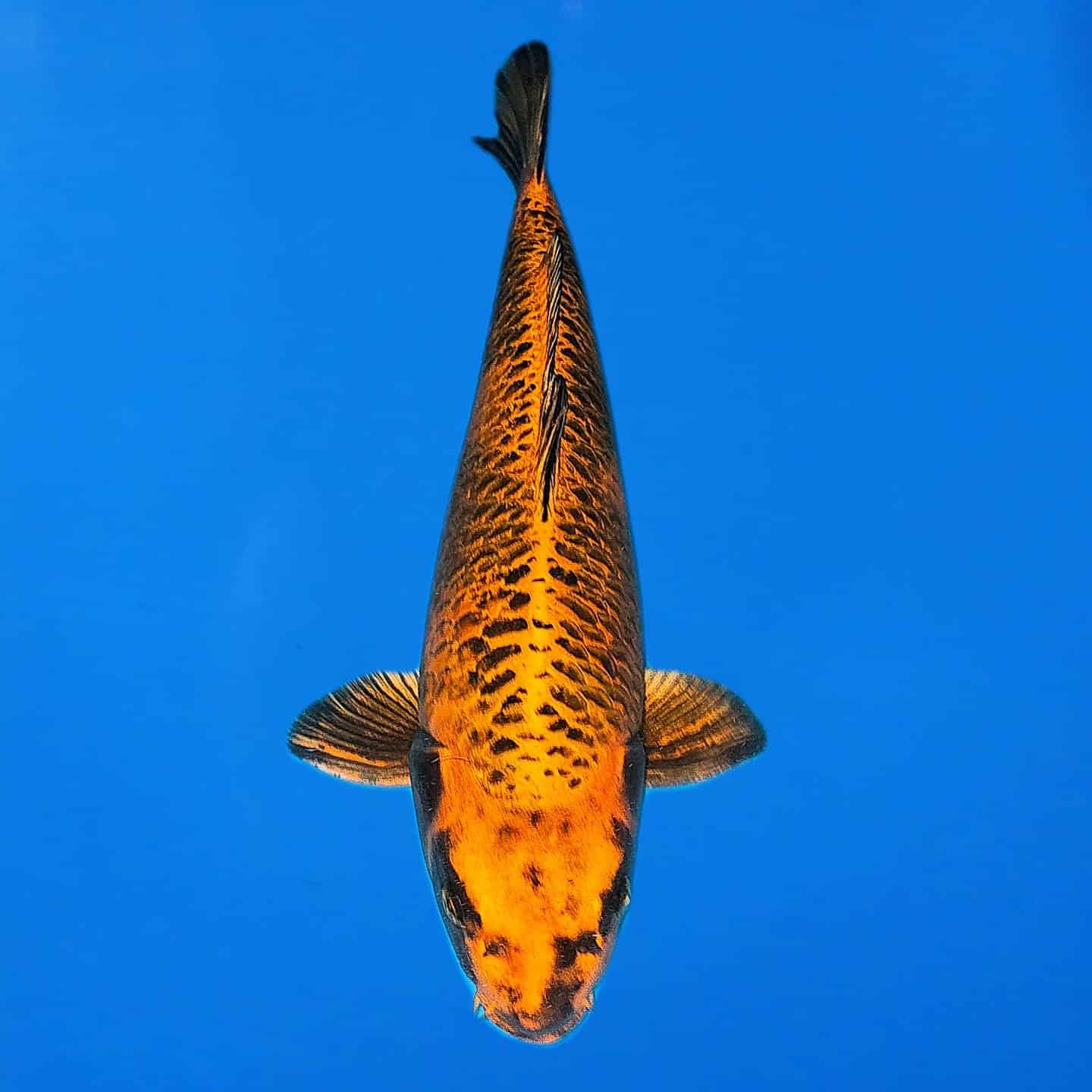 Miyatora Kin Hi Utsuri Ref0417-A Miyatora Kin Hi Utsuri Ref0417-A