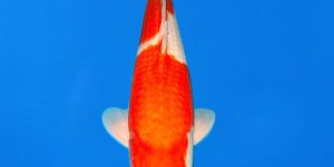 Maruhiro Kohaku Ref0454-D