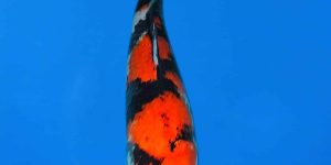 Maruhiro Showa Ref0427-A