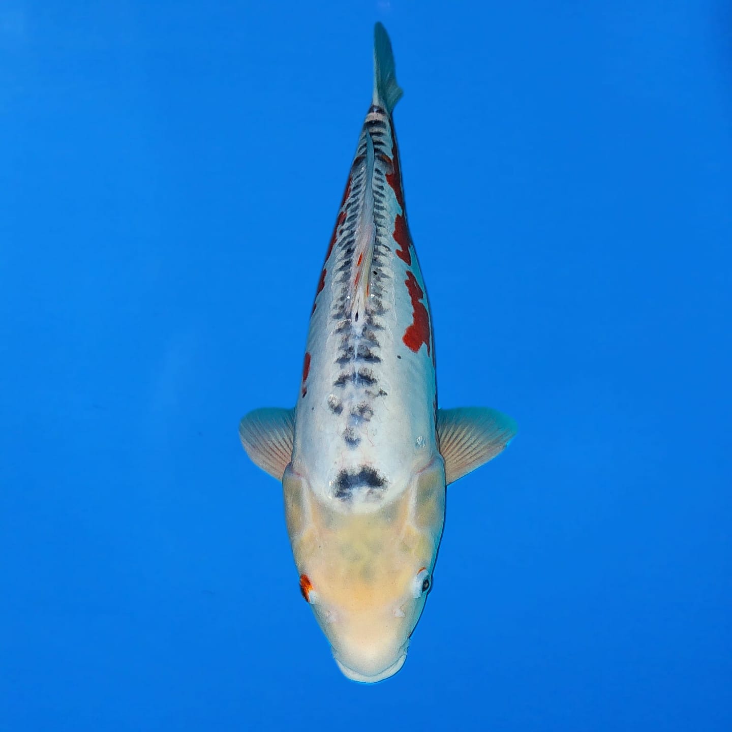 Miyatora Shusui Ref0453 – B Miyatora Shusui Ref0453 - B