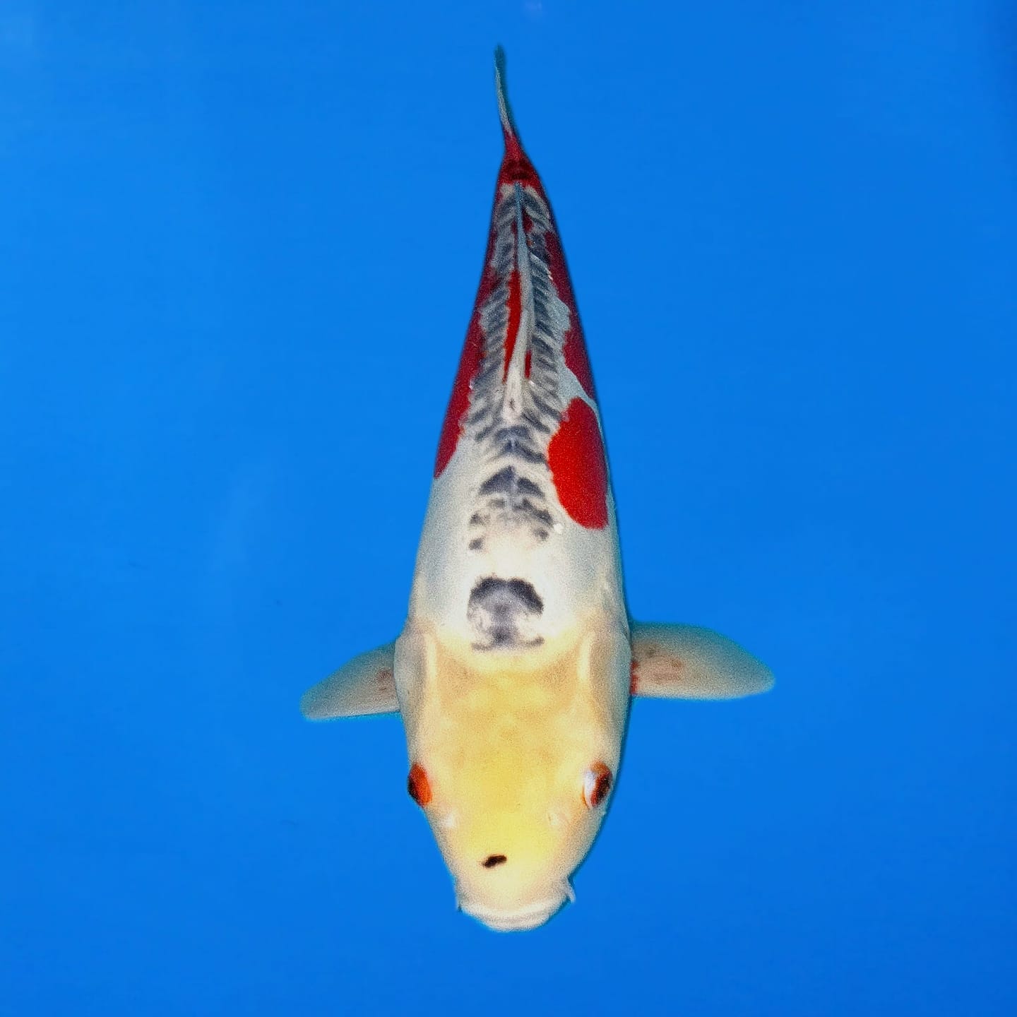 Miyatora Shusui Ref0418-B Miyatora Shusui Ref0418-B