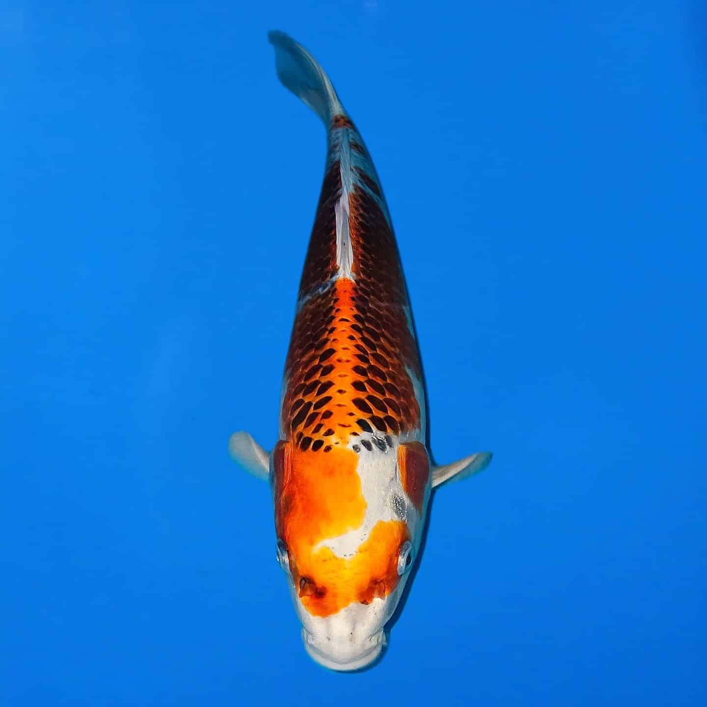 Maruhiro Kujaku Ref0424-E Maruhiro Kujaku Ref0424-E