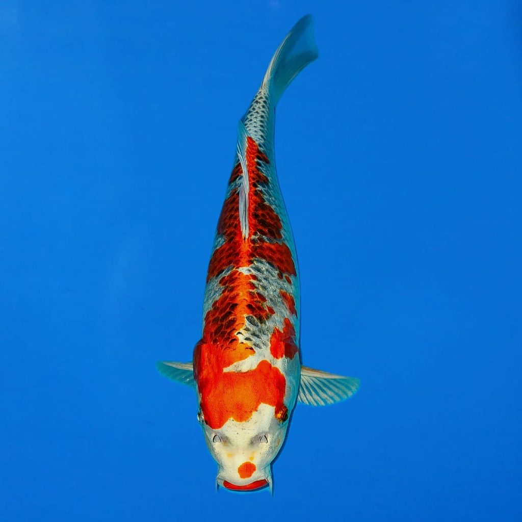 Miyatora Kujaku Ref0416 C Cotswold Koi Koi carp