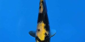 Marusei Tosai Ki Utsuri Ref0526