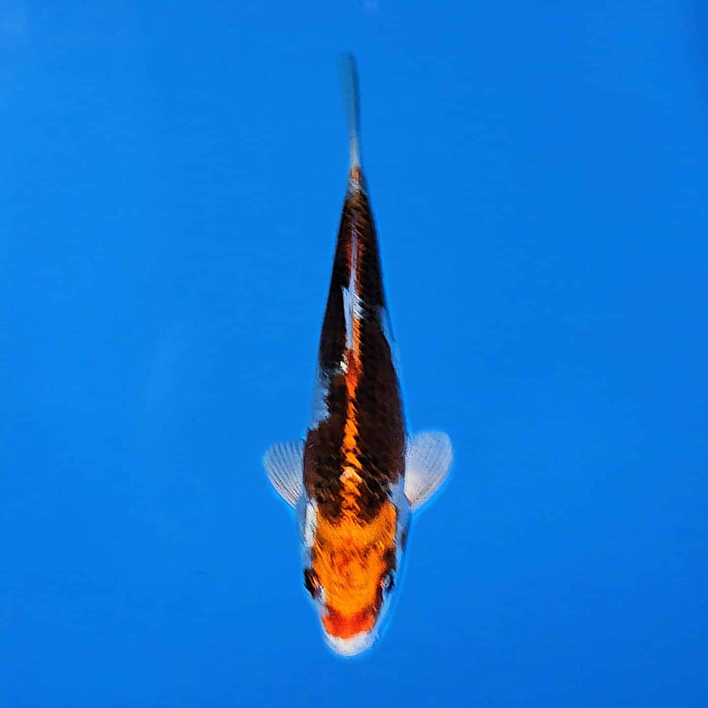 Marusei Tosai Kujaku Ref 0549 Marusei Tosai Kujaku Ref 0549