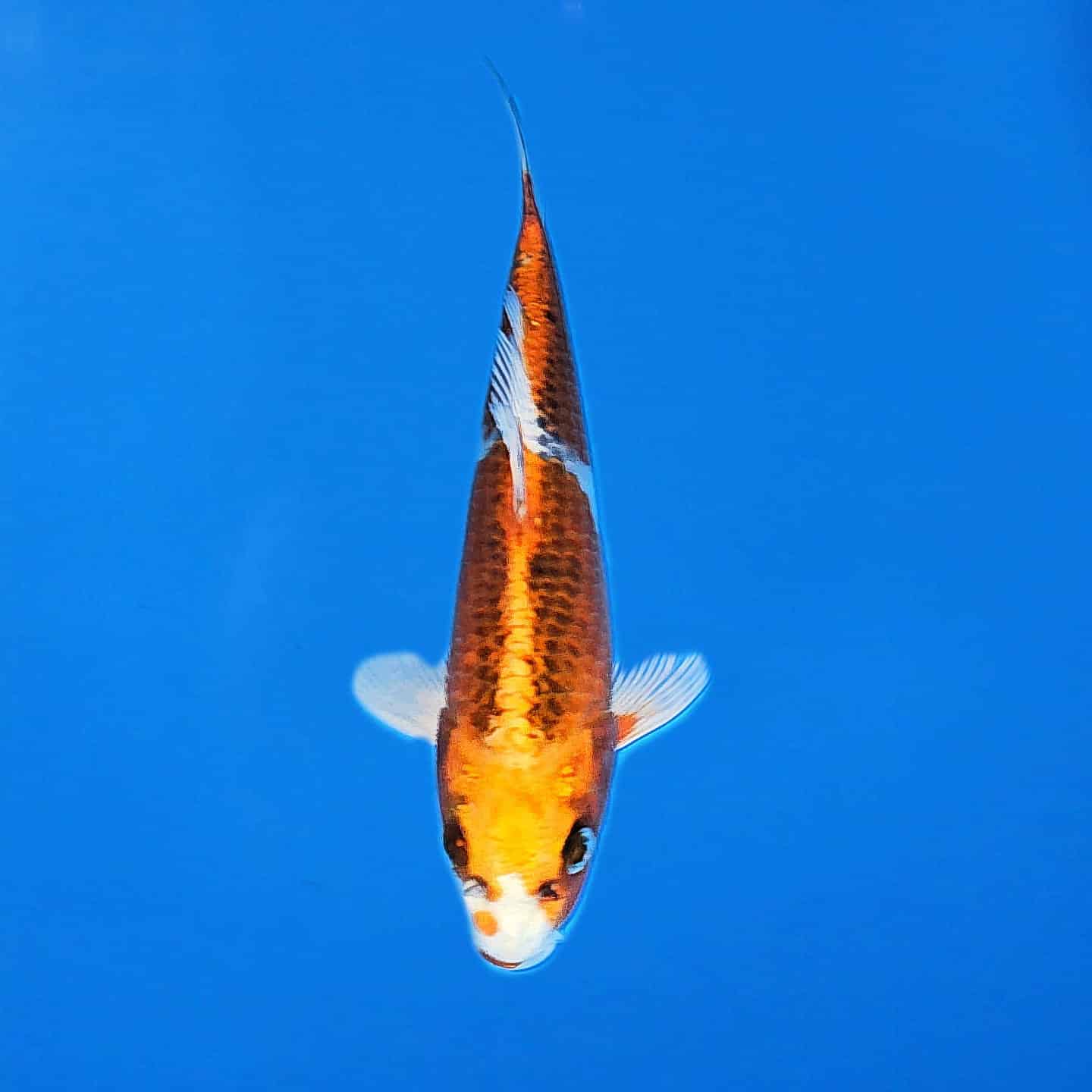 Marusei Tosai Kujaku Ref0535 Marusei Tosai Kujaku Ref0535