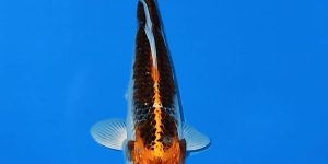 Marusei Tosai Kujaku Ref 0550