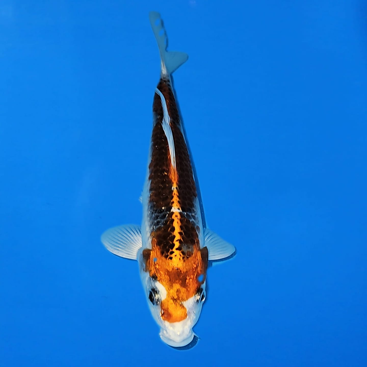 Marusei Tosai Kujaku Ref 0550 Marusei Tosai Kujaku Ref 0550