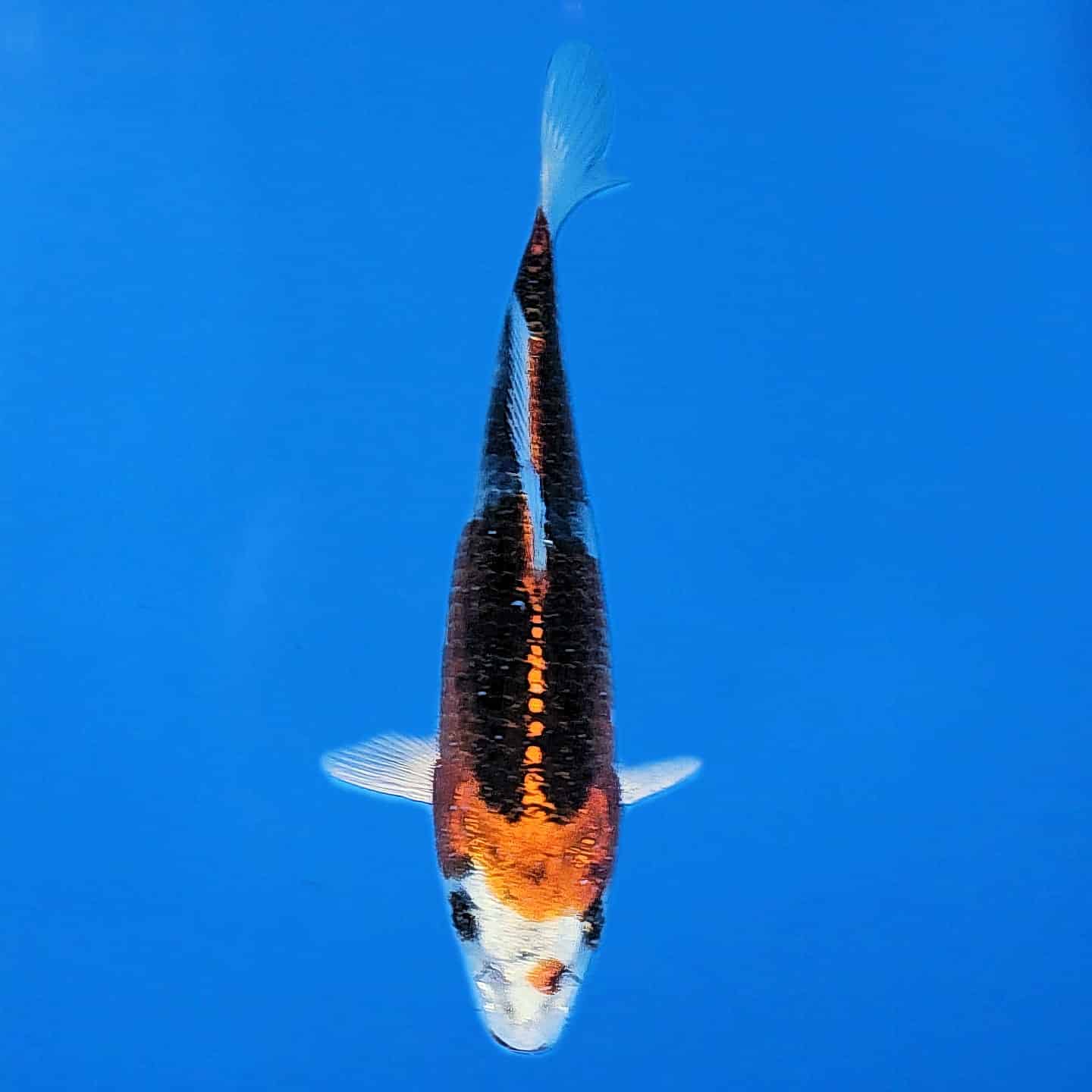 Marusei Tosai Kujaku Ref 0552 Marusei Tosai Kujaku Ref 0552