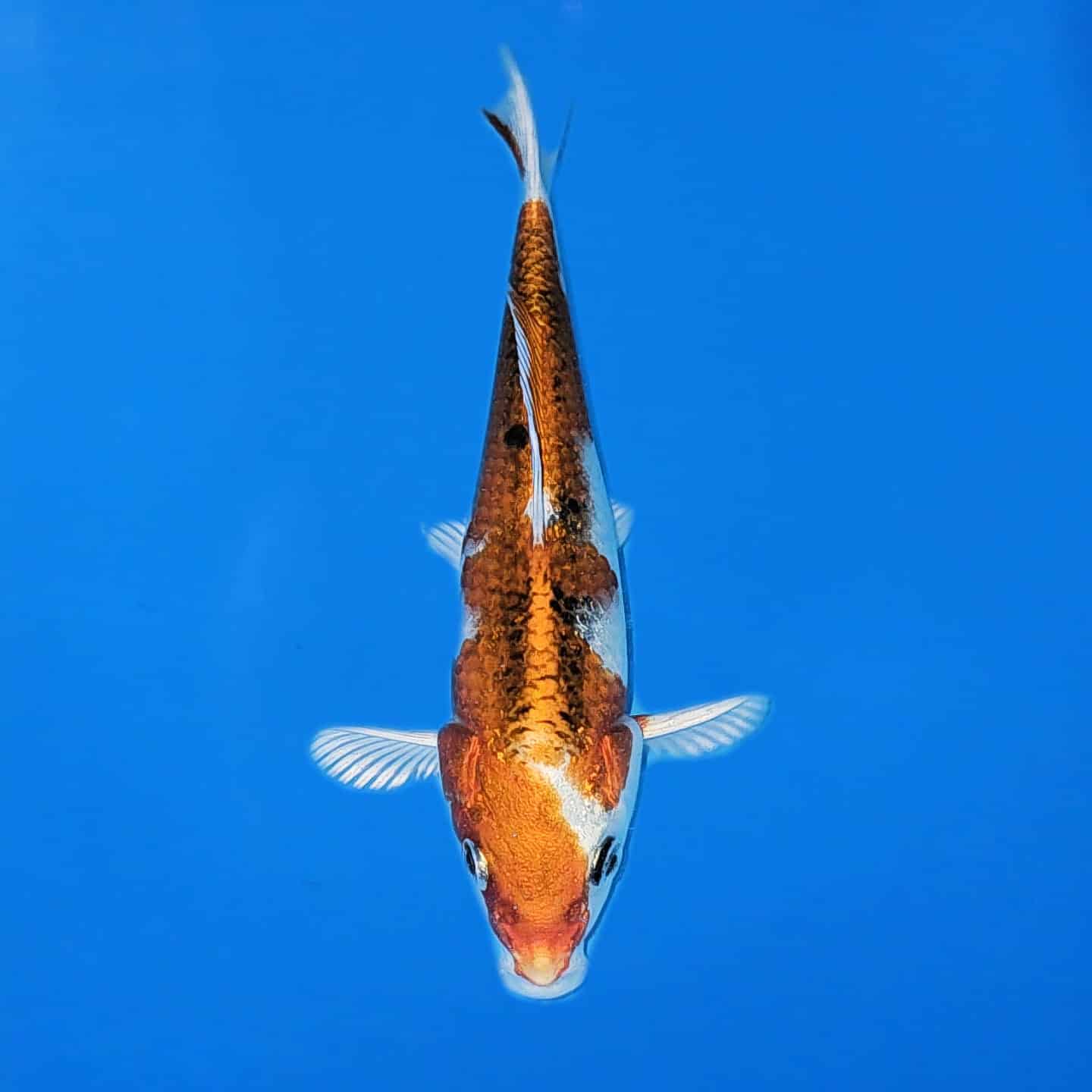 Marusei Tosai Kujaku Ref 0555 Marusei Tosai Kujaku Ref 0555