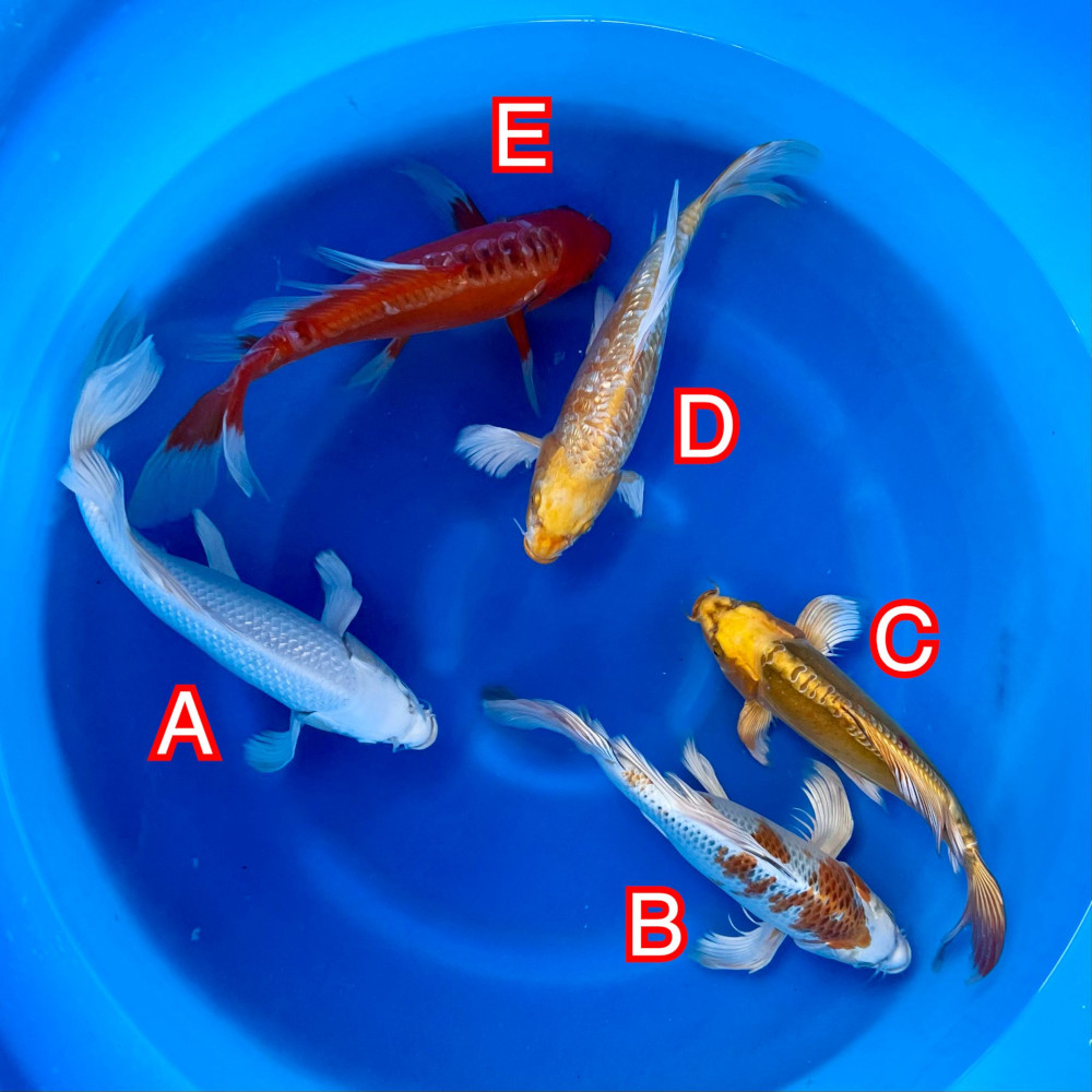 Yamasan mix 151024 Ref0612 Yamasan mix 151024 Ref0612