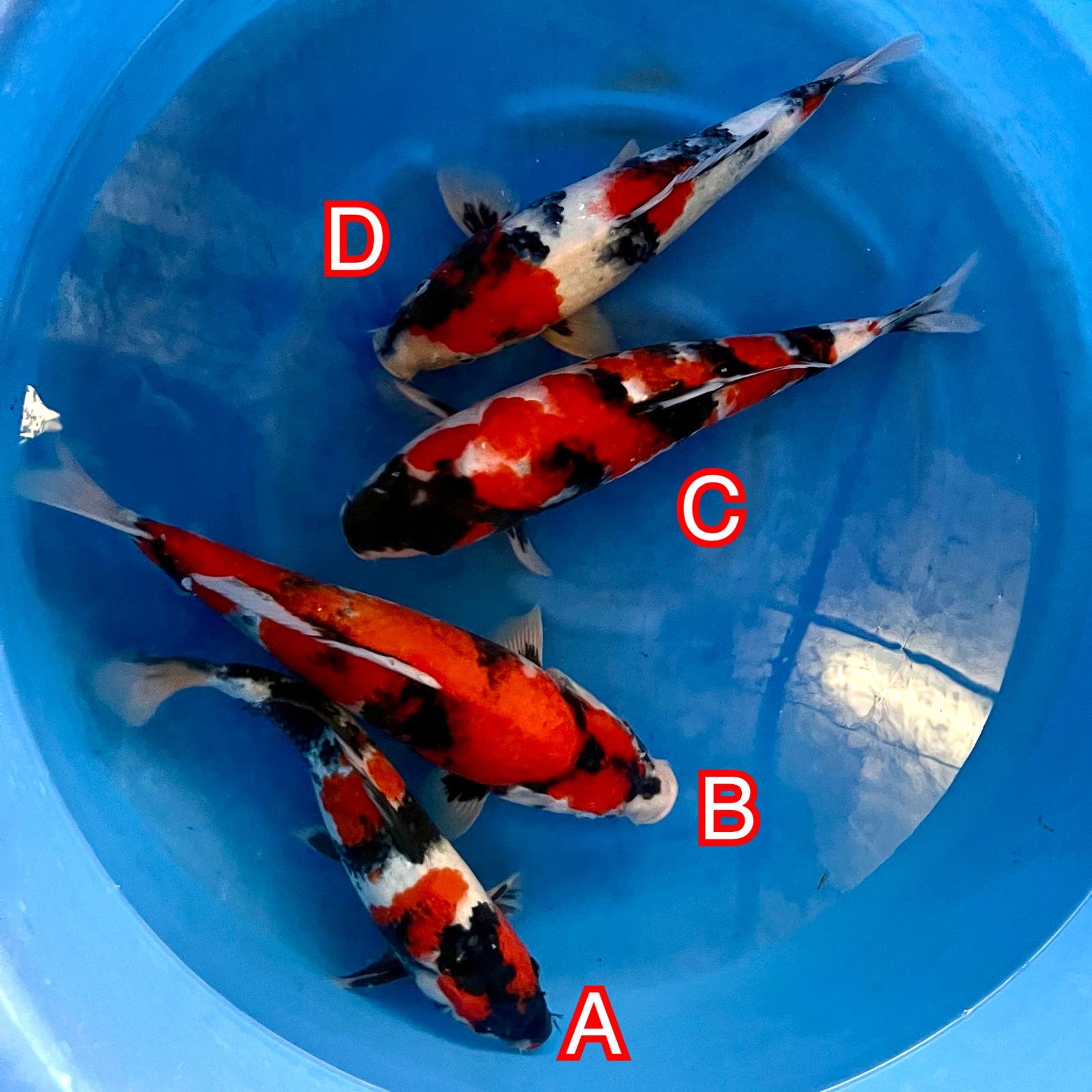 Tanaka Kazuo mix 161024 Ref0616 Tanaka Kazuo mix 161024 Ref0616