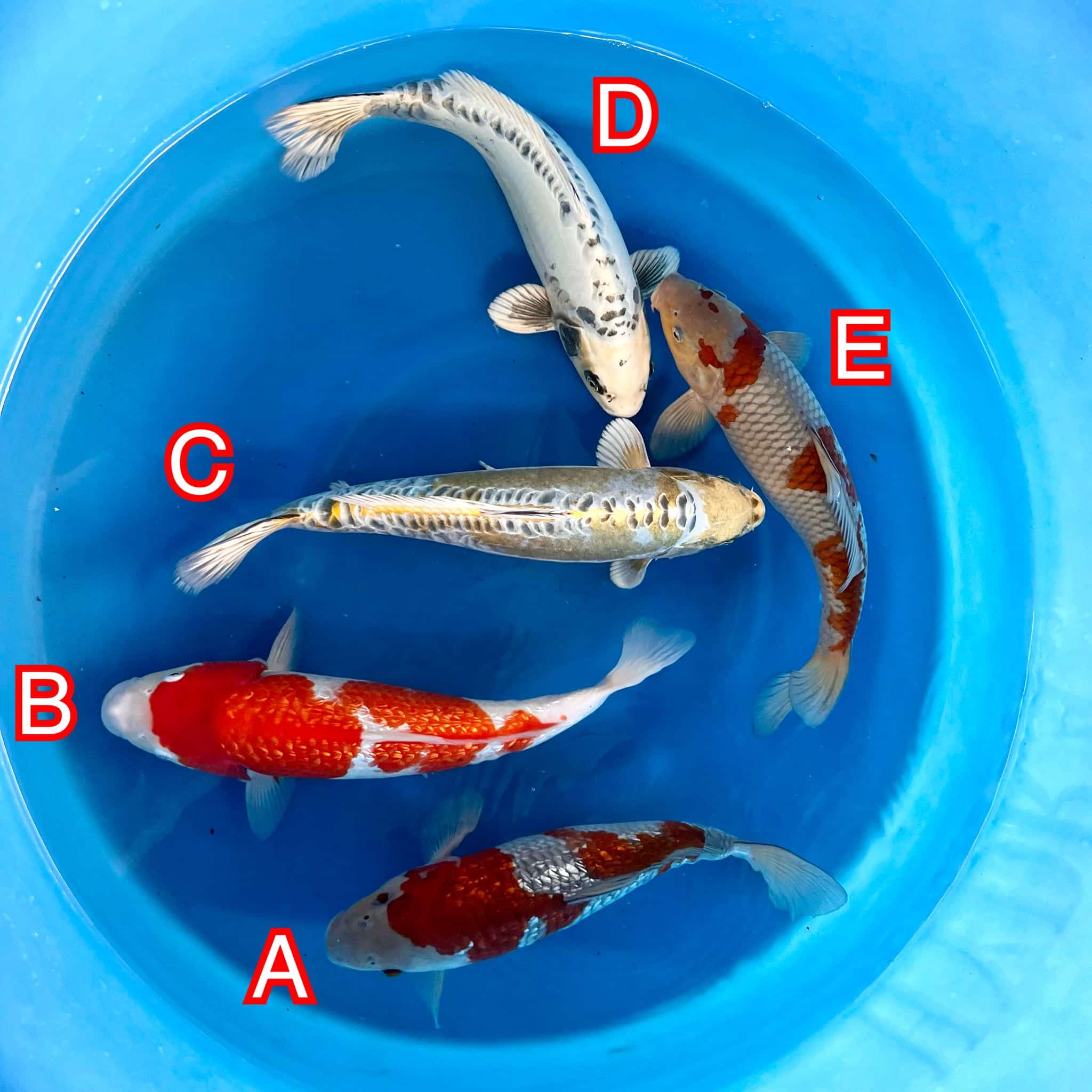 Ikarashi Ozumi mix 171024 Ref0620 Ikarashi Ozumi mix 171024 Ref0620