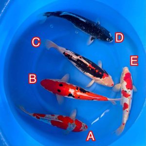 Ikarashi Ozumi mix 171024 Ref0621