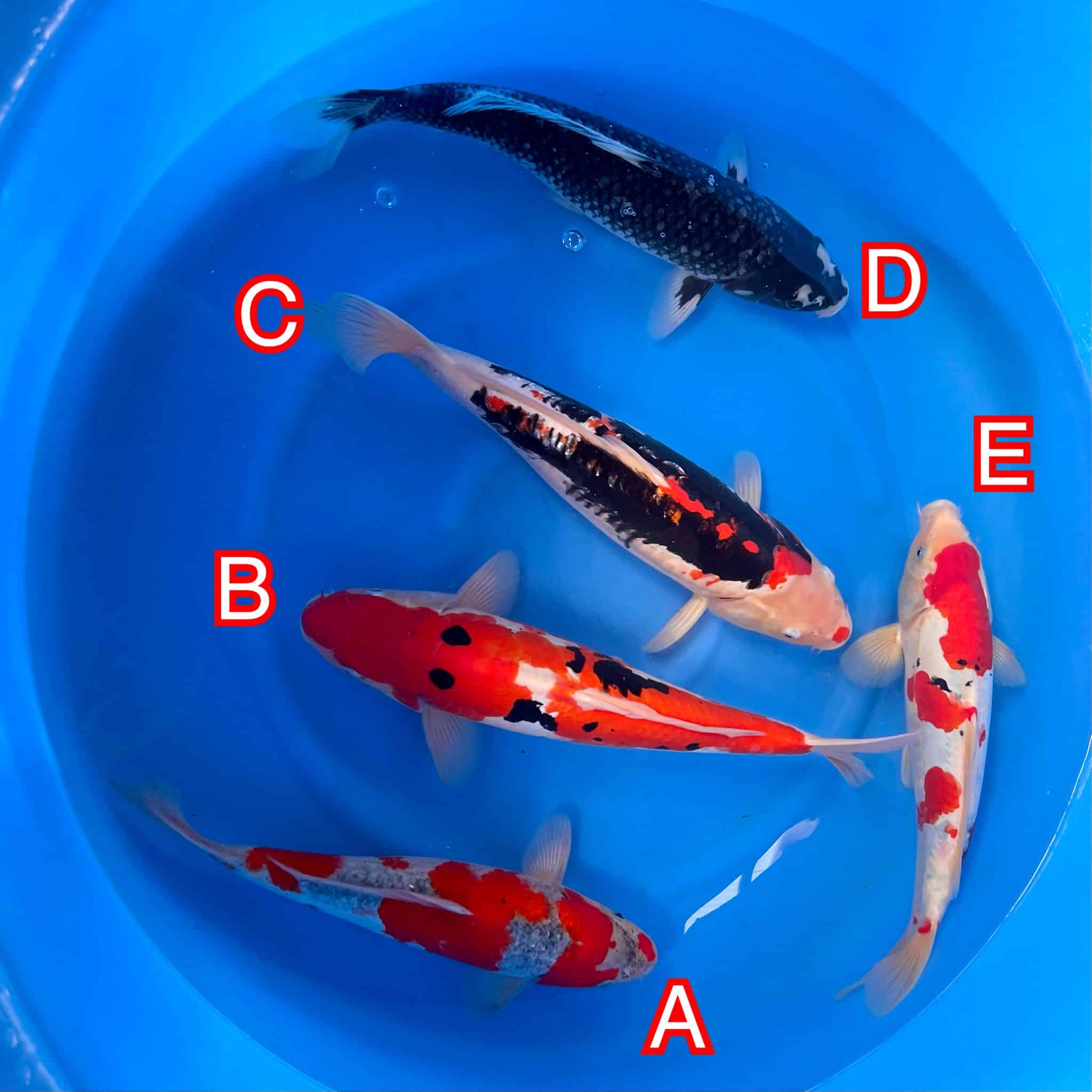 Ikarashi Ozumi mix 171024 Ref0621 Ikarashi Ozumi mix 171024 Ref0621