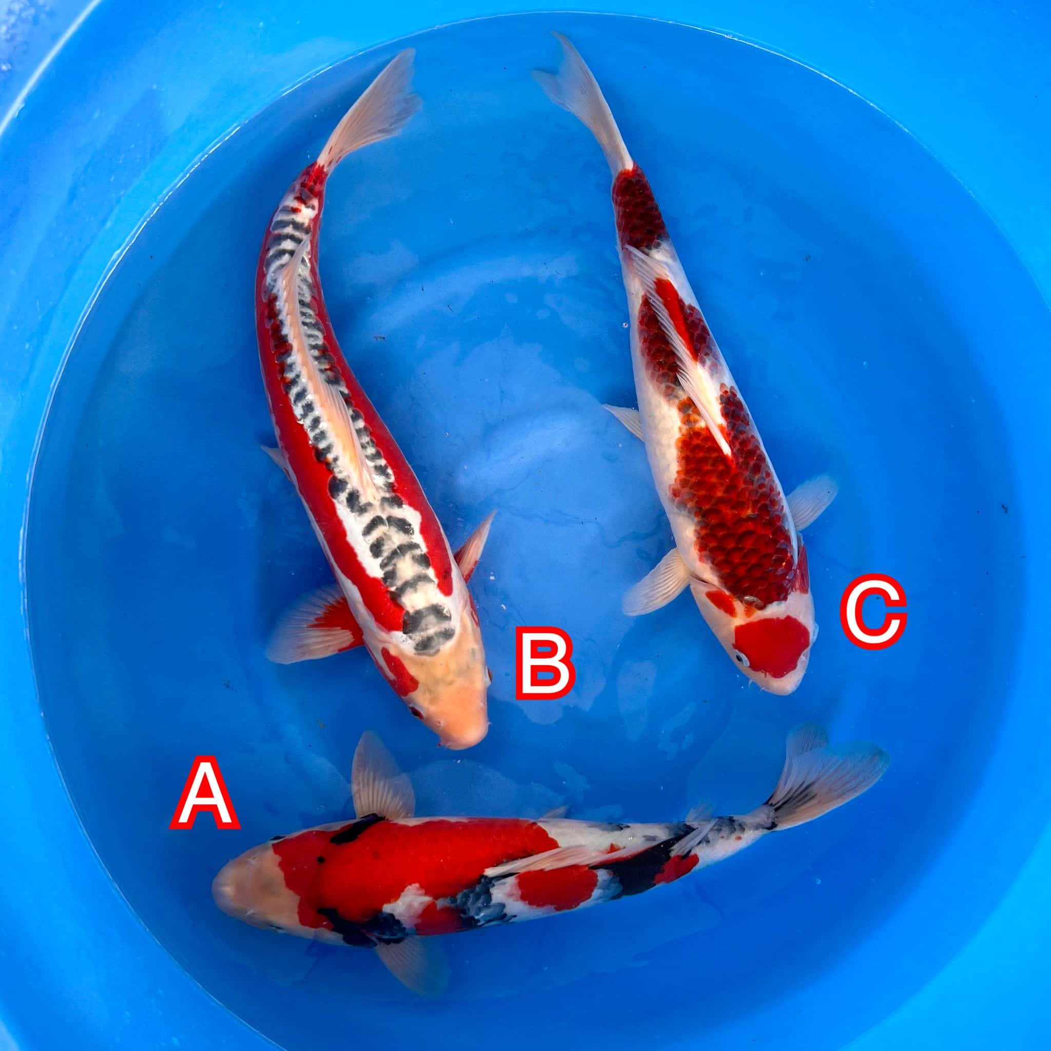 Hosokai mix 171024 Ref0625 Hosokai mix 171024 Ref0625