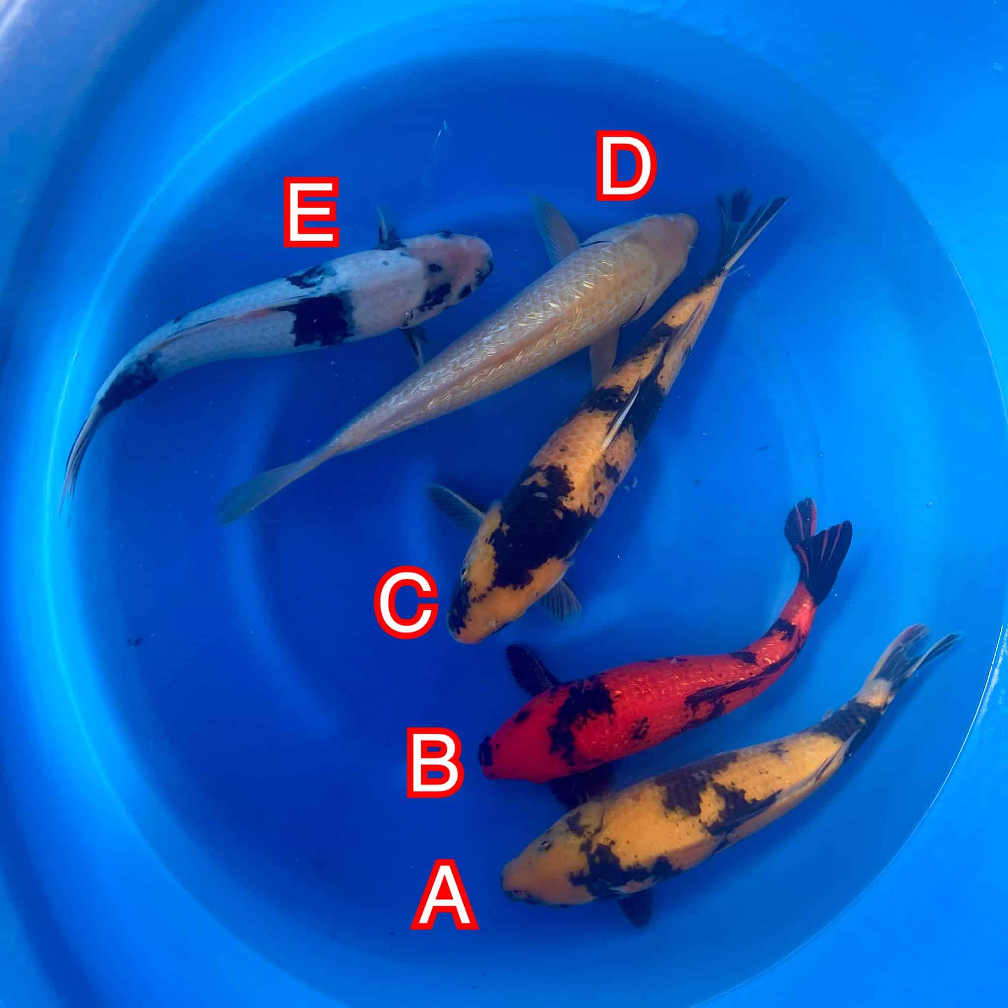 Maruhiro mix 171024 Ref0629 Maruhiro mix 171024 Ref0629