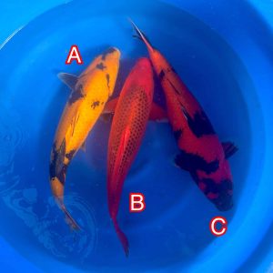 Maruhiro mix 171024 Ref0630