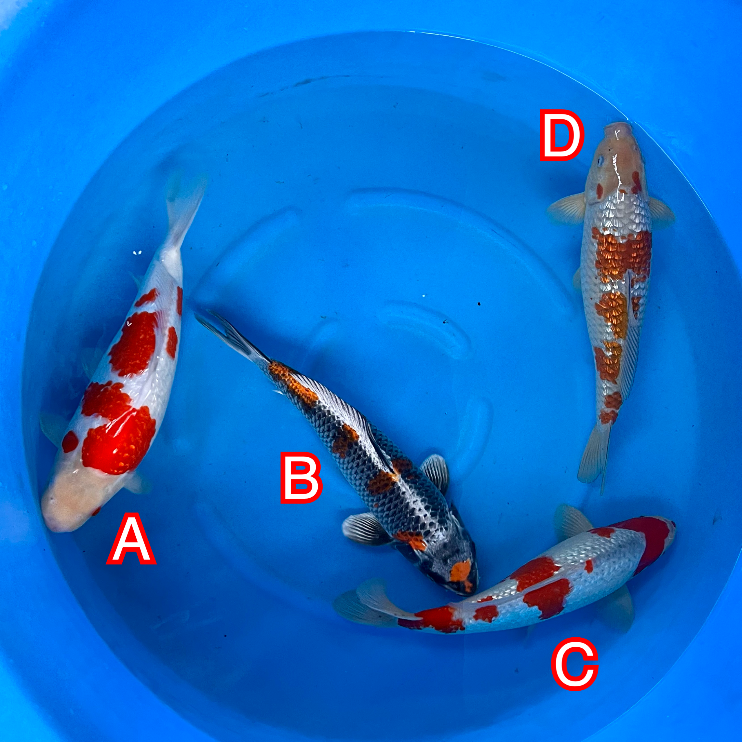 Ikarashi Ozumi mix 131024 Ref0602 Ikarashi Ozumi mix 131024 Ref0602