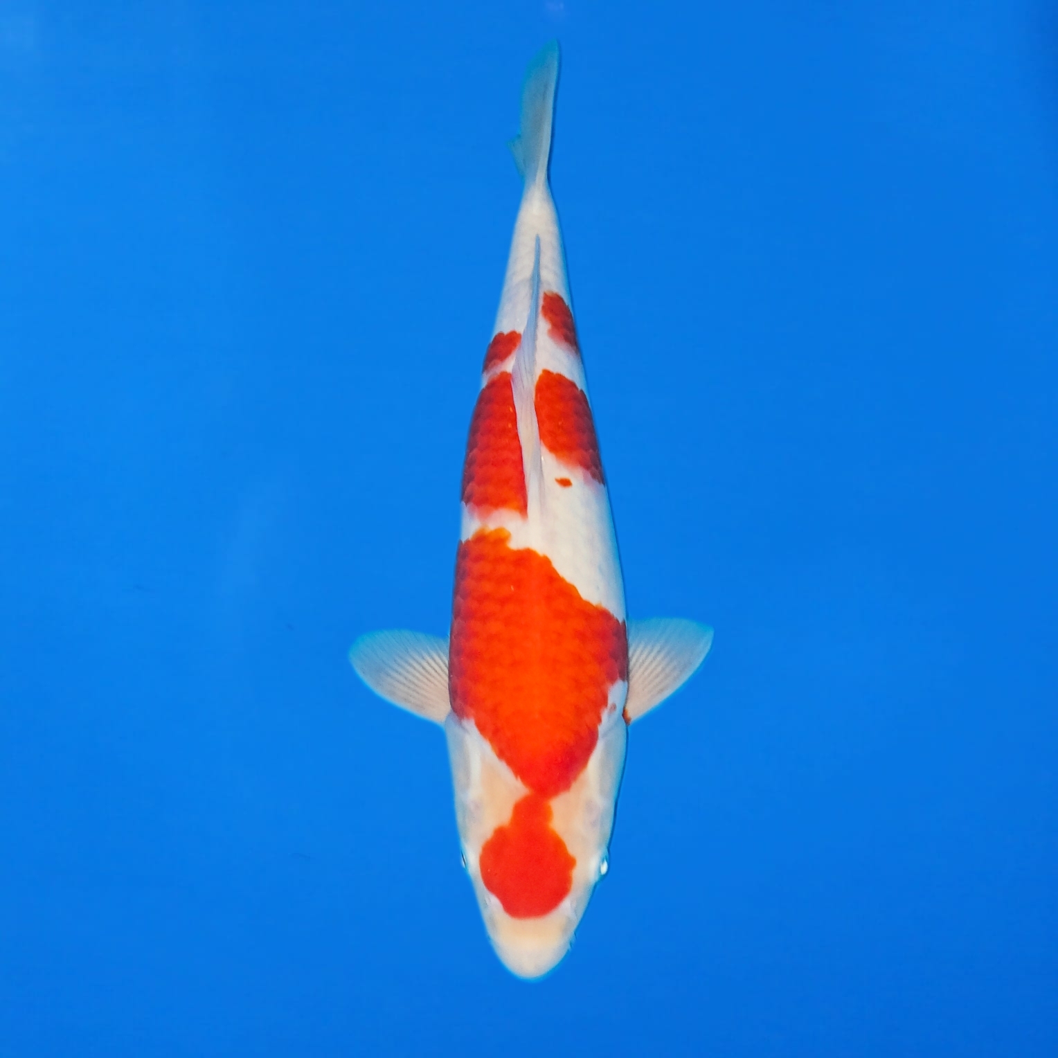 Tanaka Kazuo Kohaku Ref0619 – B Tanaka Kazuo Kohaku Ref0619 - B