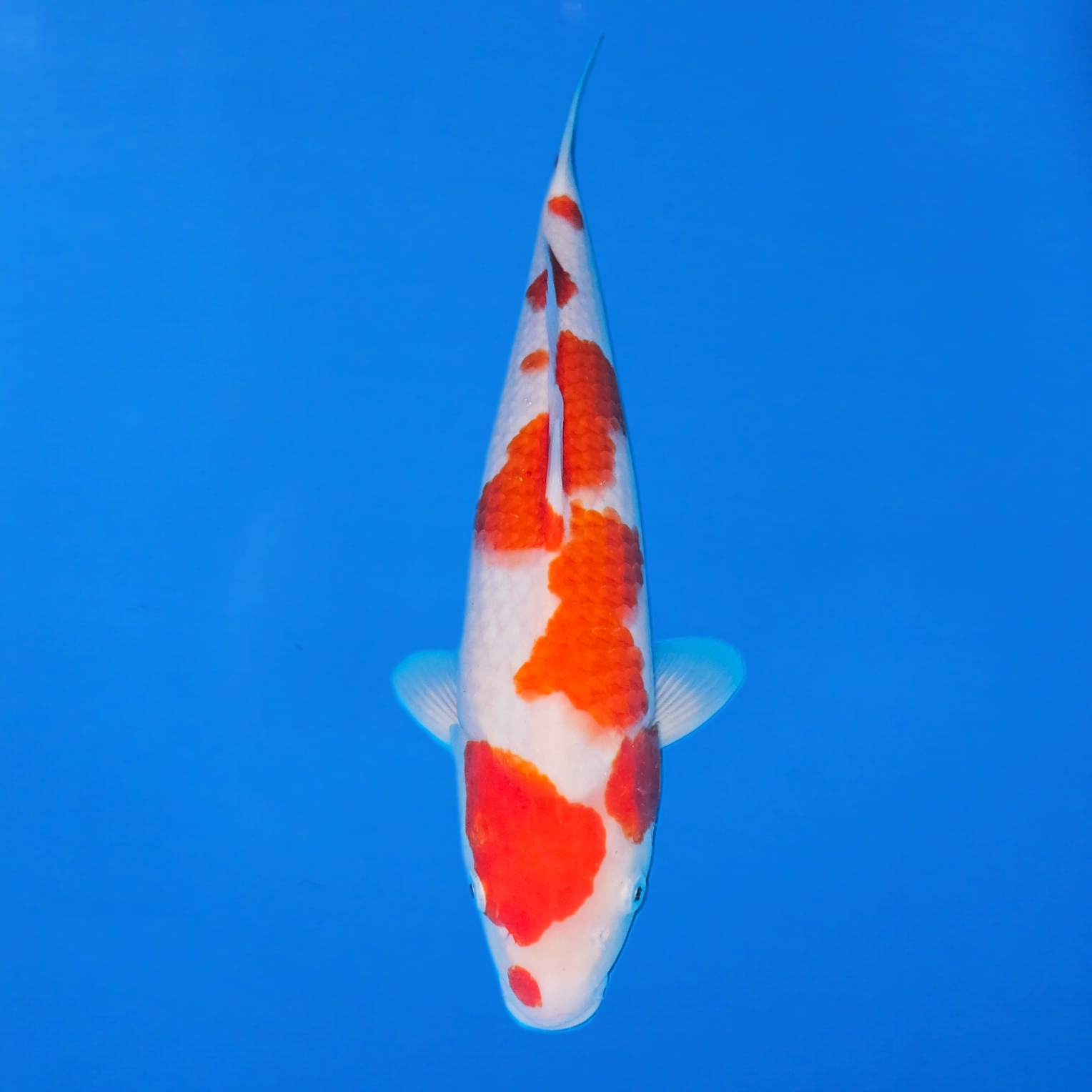 Tanaka Kazuo Kohaku Ref0617 – A Tanaka Kazuo Kohaku Ref0617 - A