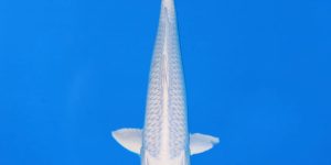 Tanaka Kazuo Platinum Ogon Ref0617 - B