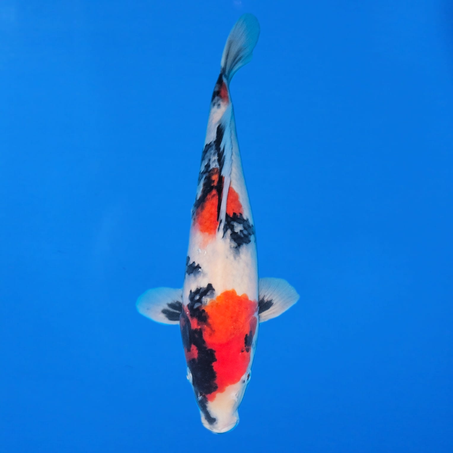 Tanaka Kazuo Showa Ref0617 – D Tanaka Kazuo Showa Ref0617 - D