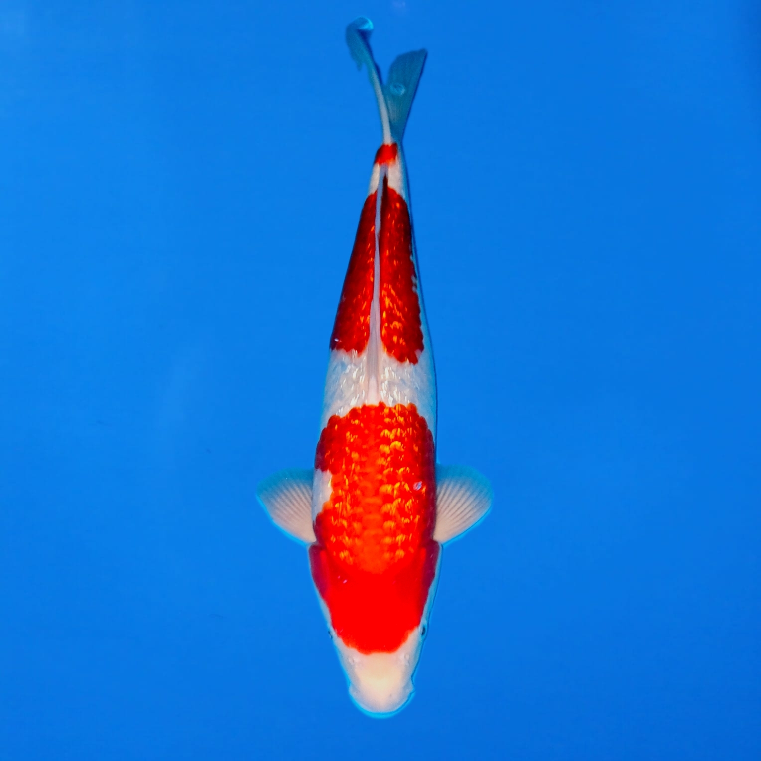 Hosokai Gin Rin Kohaku Ref0627 – C Hosokai Gin Rin Kohaku Ref0627 - C