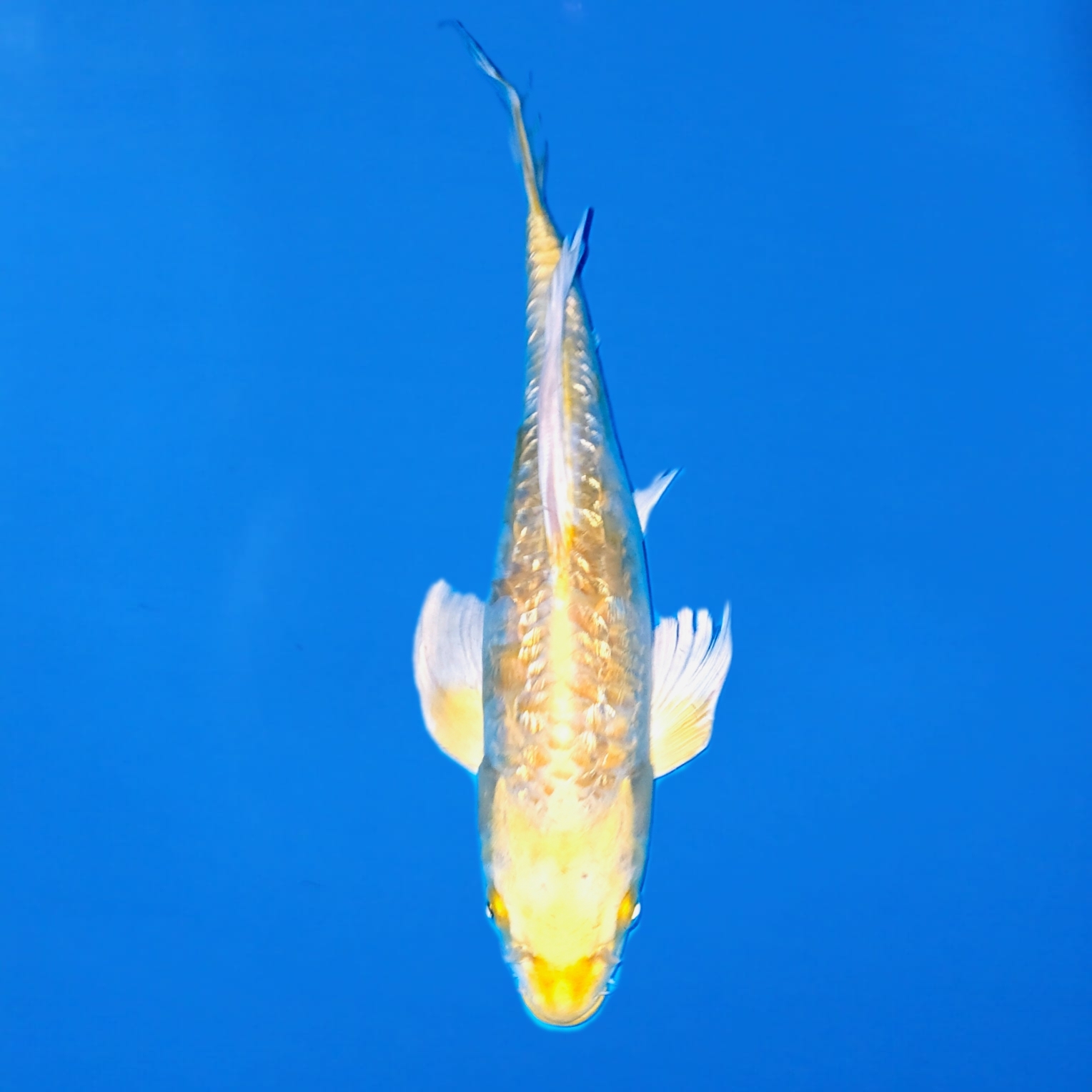 Yamasan 37cm Longfin Gin Rin Hariwake Ref0614 – B Yamasan 37cm Longfin Gin Rin Hariwake Ref0614 - B