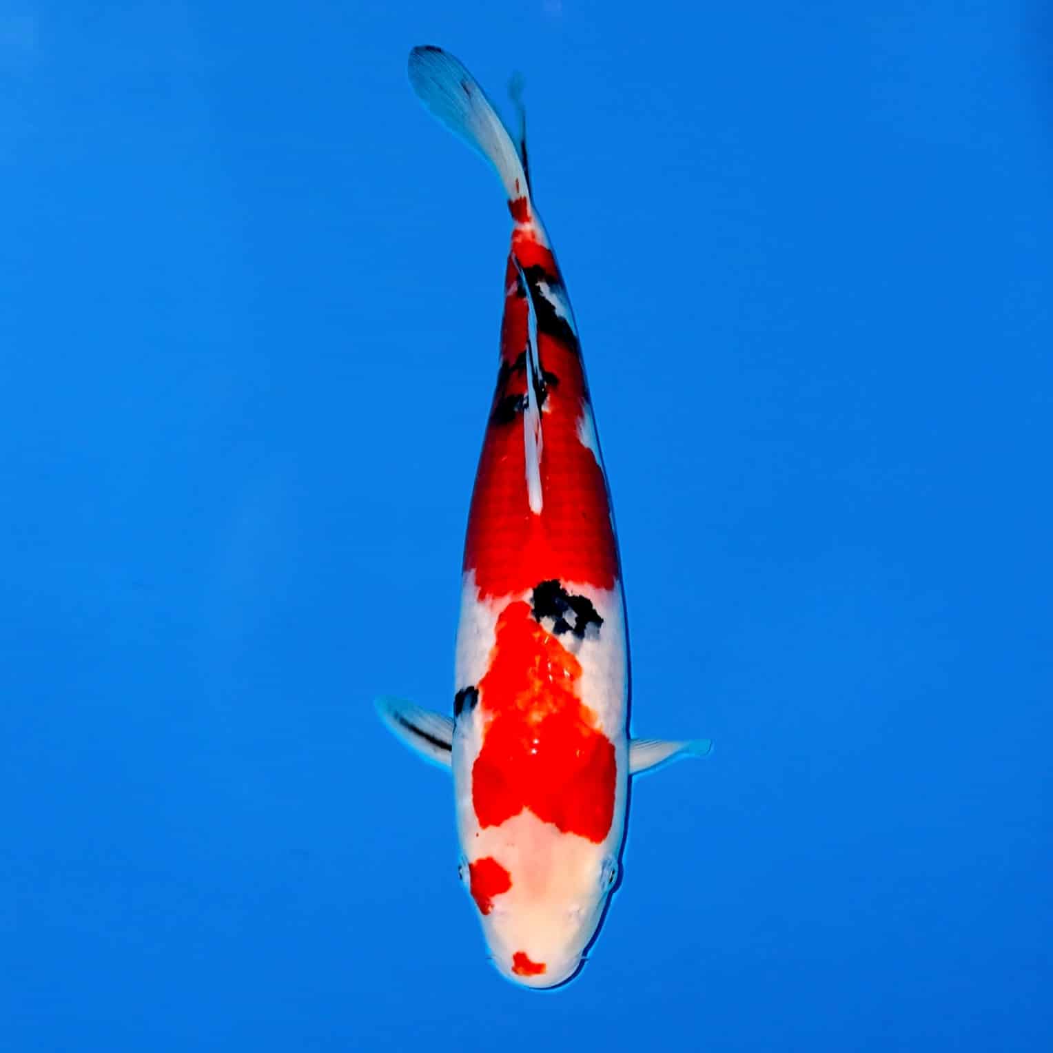 Maruhiro 40cm Sanke Ref0628 – D Maruhiro 40cm Sanke Ref0628 - D