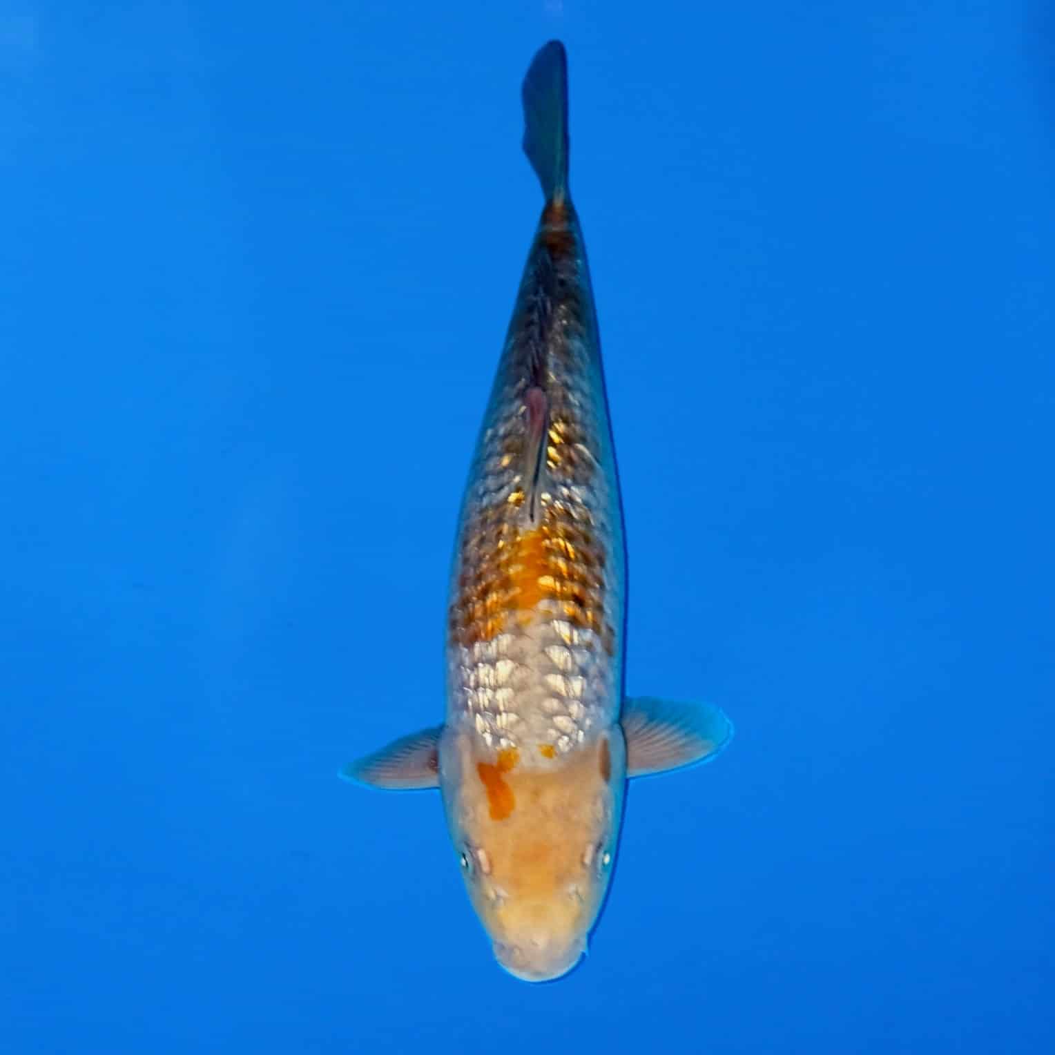 Ikarashi Ozumi 40cm Gin Rin Ochiba Ref0602 – D Ikarashi Ozumi 40cm Gin Rin Ochiba Ref0602 - D