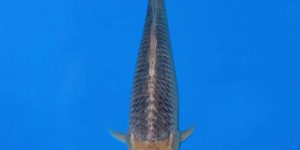 Ikarashi Ozumi 41cm Tancho Goshiki Ref0603 - B