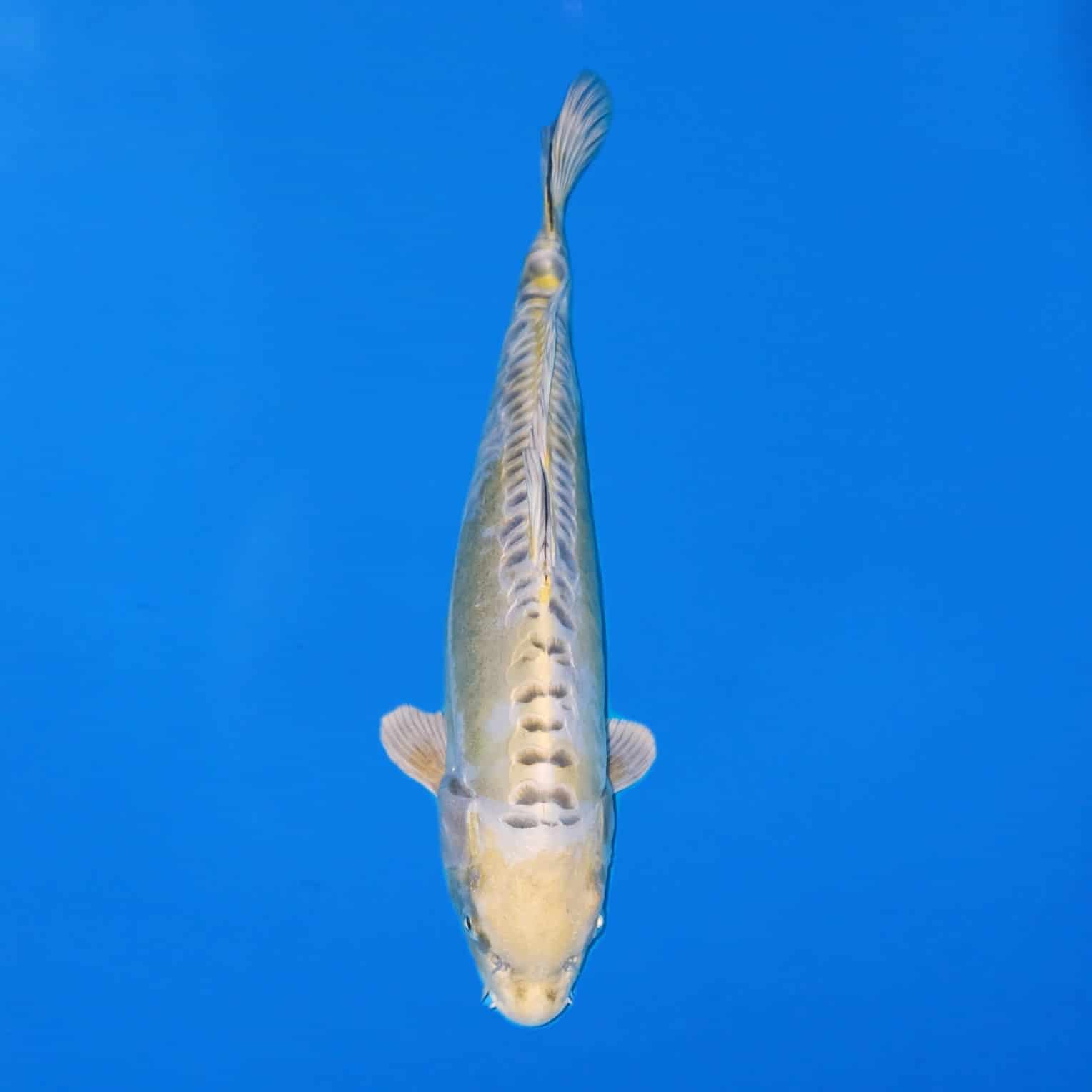 Ikarashi Ozumi 43cm Doitsu Hariwake Ref0620 – C Ikarashi Ozumi 43cm Doitsu Hariwake Ref0620 - C