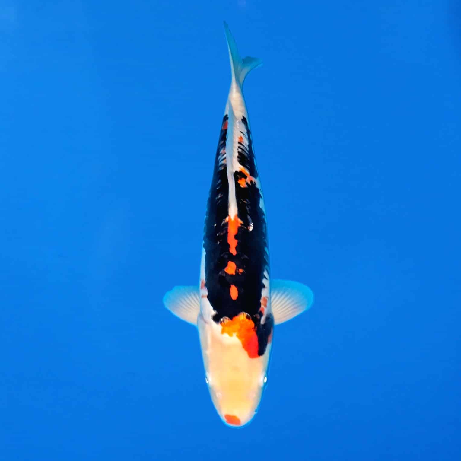 Ikarashi Ozumi 50cm Beni Kumonryu Ref0621 – C Ikarashi Ozumi 50cm Beni Kumonryu Ref0621 - C