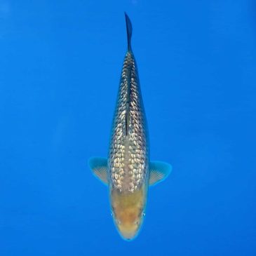 Ikarashi Ozumi 37cm Gin Rin Soragoi Ref0623 - E