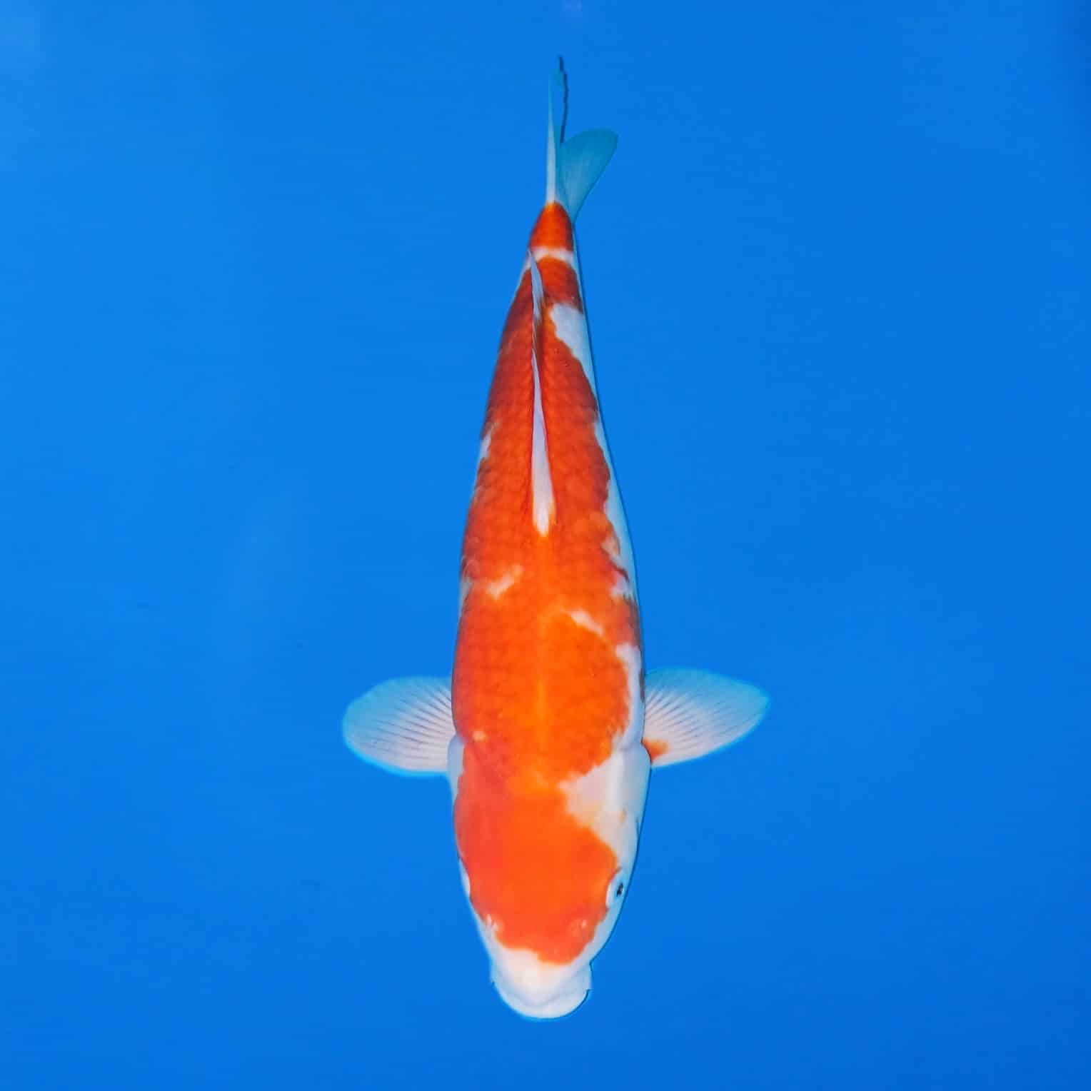 Maruhiro 44cm Kohaku Ref0390 – C Maruhiro 44cm Kohaku Ref0390 - C