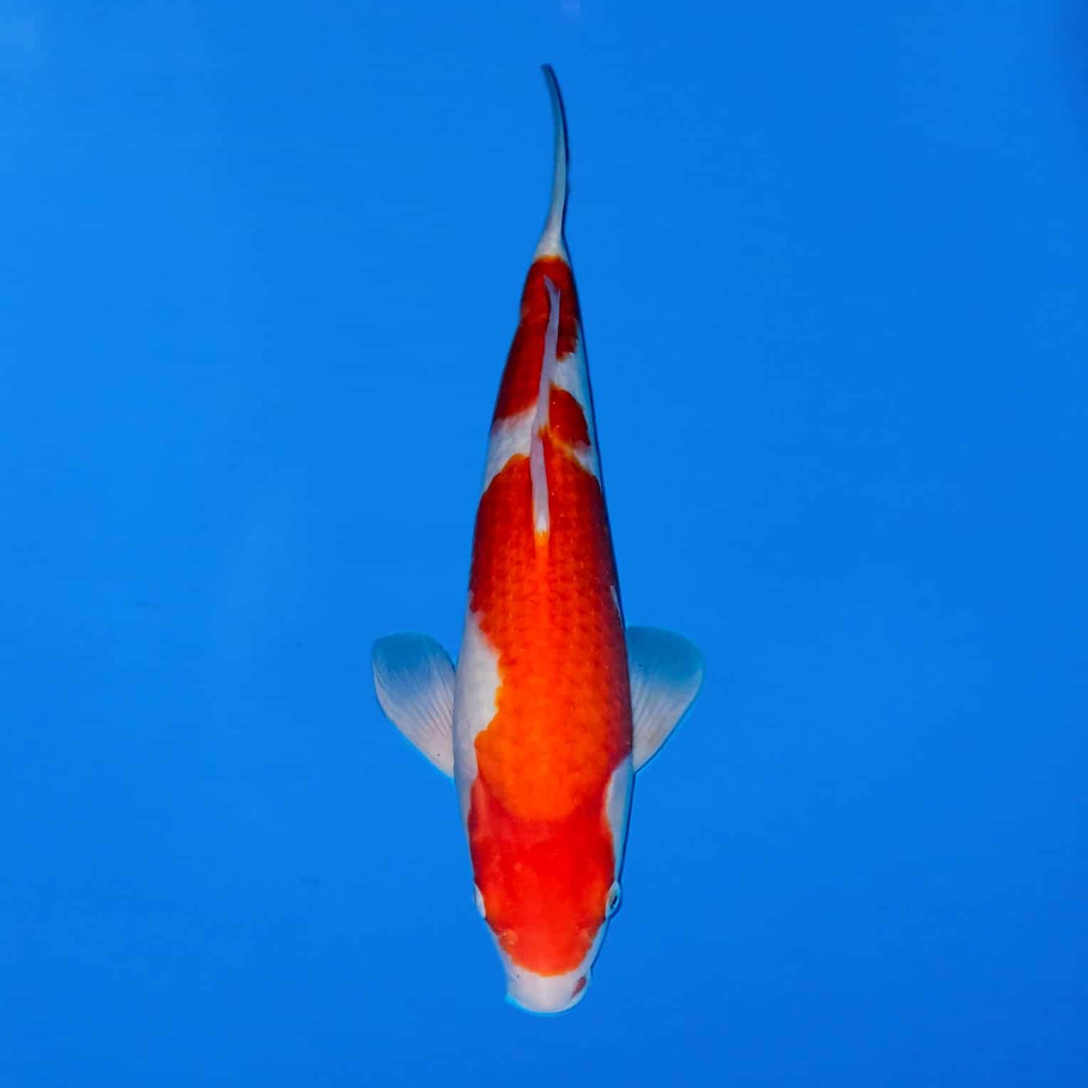 Maruhiro 42cm Kohaku Ref0389 – B Maruhiro 42cm Kohaku Ref0389 - B