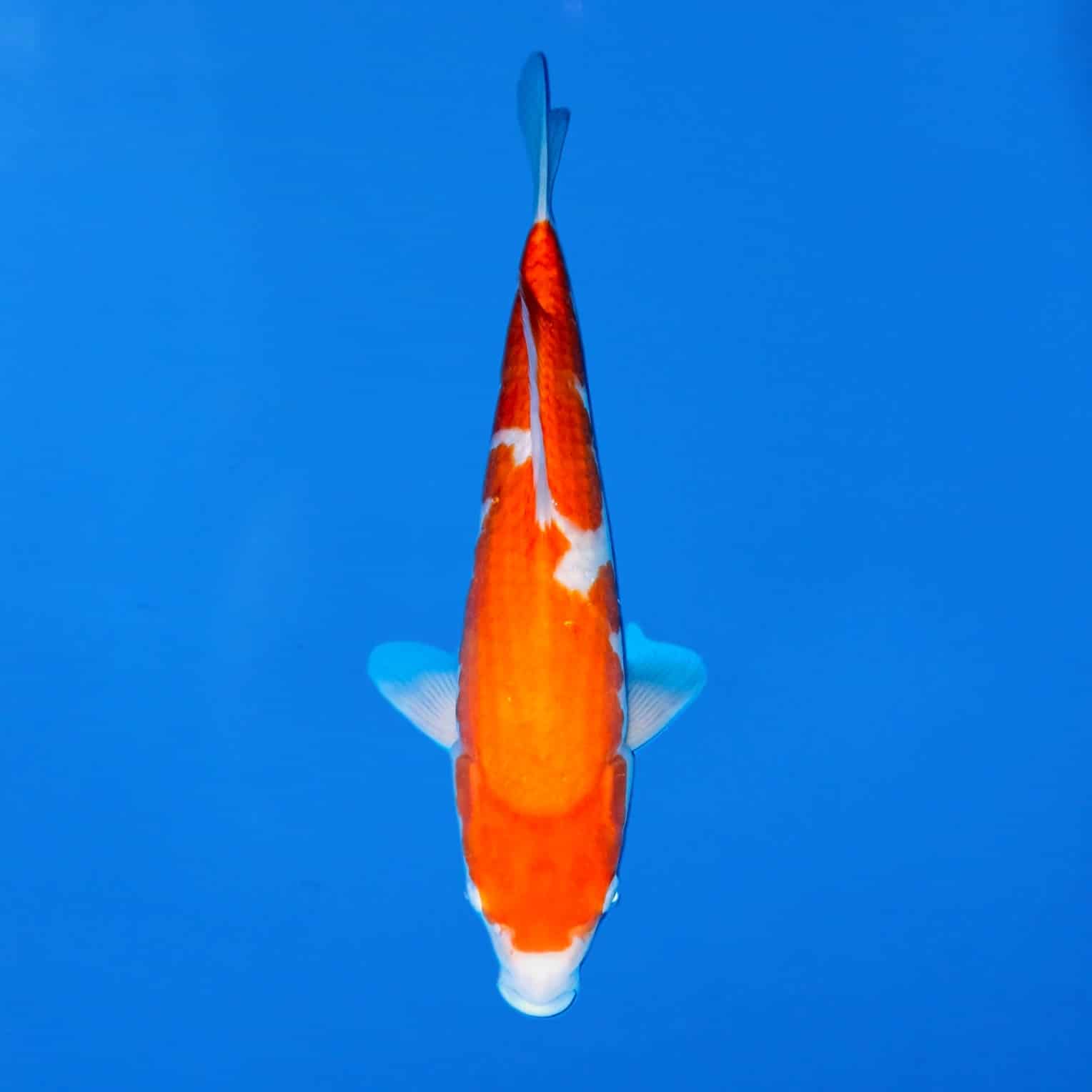 Maruhiro 42cm Kohaku Ref0391 – A Maruhiro 42cm Kohaku Ref0391 - A