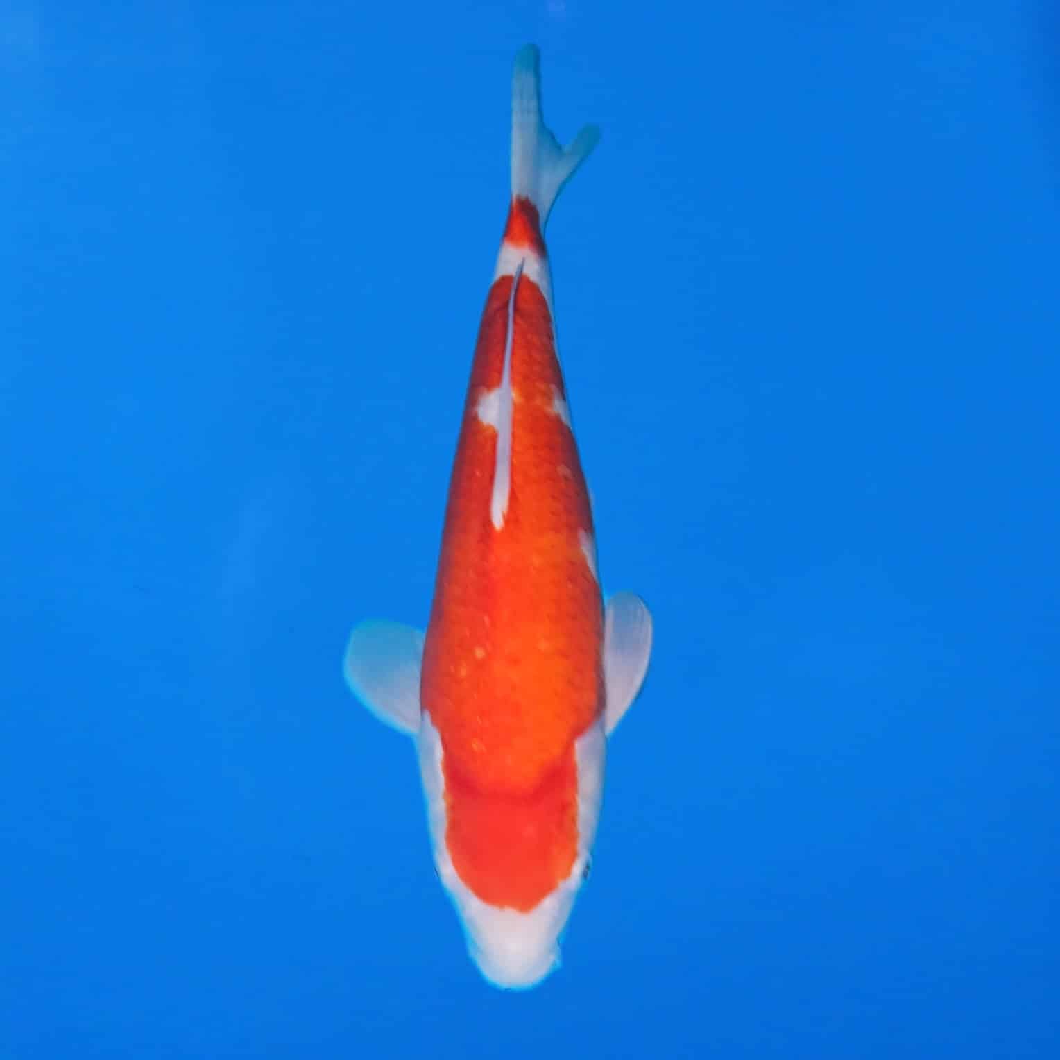 Maruhiro 42cm Kohaku Ref0386 – B Maruhiro 42cm Kohaku Ref0386 - B