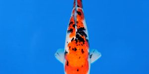 Maruhiro 45cm Sanke Ref0385 - B